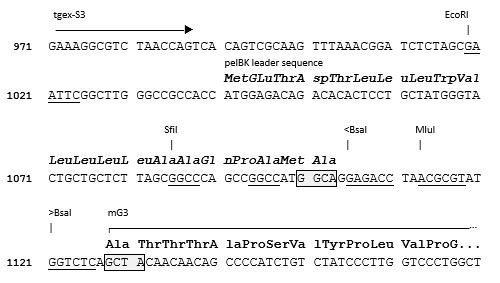 TGEX-HC-mG3-Zeo cloning site